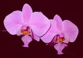 Phal. schilleriana 'Angel Orchids No. 1'